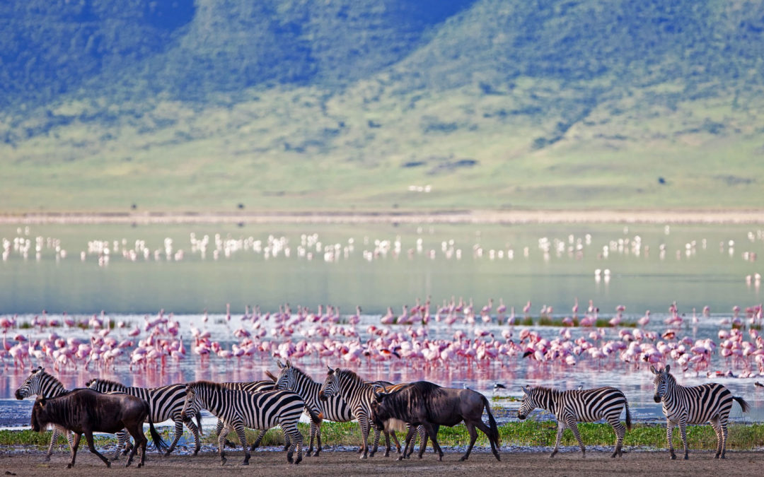 Ngorongoro